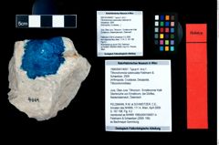 Foto (Objekt + Etikett) von Tithonohomola tuberculata (Feldmann & Schweitzer, 2009)  (NHMW-GEO-1990-0041-4001)